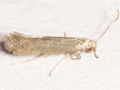 Tinagma ocnerostomella